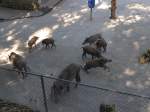(164'356) - Ftterung der Wildschweine am 31.