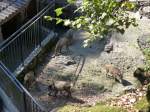 (164'359) - Ftterung der Wildschweine am 31.