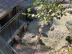 (164'360) - Ftterung der Wildschweine am 31.