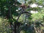 (164'362)- Waschbren auf dem Baum am 31. August 2015 im Tierpark Goldau