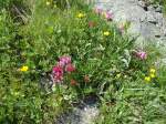 (145'945) - Alpenflora am Gotthardpass am 20.