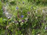 (145'948) - Alpenflora am Gotthardpass am 20.