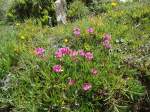 (145'950) - Alpenflora am Gotthardpass am 20.
