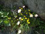 (145'959) - Alpenflora am Gotthardpass am 20.
