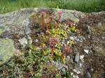 (145'960) - Alpenflora am Gotthardpass am 20.
