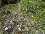 (145'962) - Alpenflora am Gotthardpass am 20.