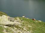 (145'965) - Ziegen am Lago di Lucendro am Gotthardpass am 20.
