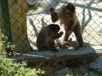 (145'750) - Affen im ZOO von Servion am 16.