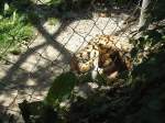 (145'751) - Wildkatze im ZOO von Servion am 16.