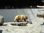 (145'769) - Syrischer Br im ZOO von Servion am 16.