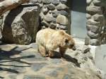 (145'770) - Syrischer Br im ZOO von Servion am 16.