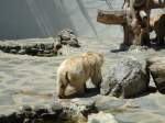 (145'771) - Syrischer Br im ZOO von Servion am 16.