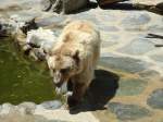 (145'772) - Syrischer Br im ZOO von Servion am 16.