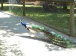 (145'774) - Pfau im ZOO von Servion am 16.