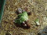 (145'782) - Ftterung der Meerschweinchen im ZOO von Servion am 16.