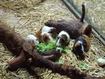 (145'783) - Ftterung der Meerschweinchen im ZOO von Servion am 16.