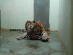 (145'784) - Tigerftterung im ZOO von Servion am 16.