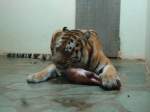 (145'787) - Tigerftterung im ZOO von Servion am 16. Juli 2013