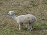 (181'587) - Lama im Jurapark am 25.