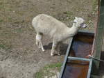 (181'589) - Lama im Jurapark am 25.