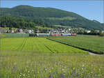 150 Jahre Emmentalbahn.

Eb 2/4 35 der Jura-Simplon fhrt zum Jubilumsfest. Bei Niederbipp geht es durch bunte Blumenwiesen. Schubhilfe leistet ungewhnlicherweise Ee 3/3 153. Mai 2025.
