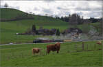 Ostermontag bei der 'Emmentalbahn'.

Das liebe Vieh interessiert sich fr das, was der Fotograf so macht. Derweil taucht im Hintergrund Eb 3/5 5810 bei Waltrigemli auf. Vordergasse, April 2024.