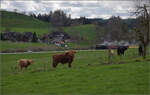 Ostermontag bei der 'Emmentalbahn'.

Das liebe Vieh interessiert sich fr das, was der Fotograf so macht. Derweil taucht im Hintergrund Eb 3/5 5810 bei Waltrigemli auf. Vordergasse, April 2024.