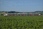 RABe 521 013 'Delémont' bei Hendschiken, Juni 2025.