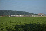 Rem 476 453 der Railcare bei Hendschiken, Juni 2025.