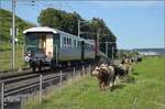 Auflaufunfall. Da war das liebe Vieh vom Multitasking berfordert. Noch whrend die erste Kuh bemerkt, dass ich nicht der Bauer bin, den sie sehnschtig erwarten, kommt der Museumszug der historischen Seethalbahn. Da bleibt die erste Kuh berrascht stehen, whrend die anderen Rindviecher nicht bei der Sache sind und dem Museumszug zuschauen. So wiederholt sich die Szene des Auflaufunfalls der Elefanten im Dschungelbuch, hier stossen vier Rindviecher aufeinander...  Papi, Du httest Halt sagen mssen! 

Da gert der Museumszug mit dem Seetalkrokodil De 6/6 15301 fast zur Nebensache.