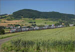 RABe 512 032 bei Frick, Juni 2025.