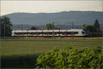 RABe 523 036 'Sins' bei Hendschiken, Juni 2025.