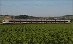 RABe 523 036 'Sins' bei Hendschiken, Juni 2025.