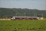 RABe 523 036 'Sins' bei Hendschiken, Juni 2025.