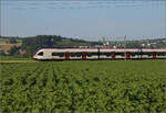 RABe 523 067 bei Hendschiken, Juni 2025.