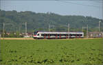 RABe 523 036 'Sins' bei Hendschiken, Juni 2025.