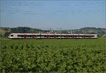 RABe 523 036 'Sins' bei Hendschiken, Juni 2025.