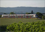 RABe 523 036 'Sins' bei Hendschiken, Juni 2025.
