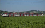 RABe 523 036 bei Hendschiken, Juni 2025.