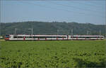 RBDe 560 272 und RBDe 560 300 bei Hendschiken, Juni 2025.
