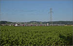 RBDe 560 300 und RBDe 560 272 bei Hendschiken, Juni 2025.