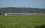 RBDe 560 303 und RBDe 560 285 bei Hendschiken, Juni 2025.