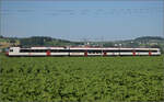 RBDe 560 286 bei Hendschiken, Juni 2025.