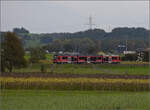 Auf der Schweizer Gäubahn.

Zwischen Niederbipp und Scharnageln ist eine kurze Strecke einzusehen. Dort fährt Be 4/8 111 'Jupiter' Richtung Langenthal. Oktober 2024.