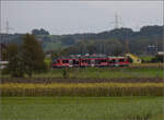 Auf der Schweizer Gäubahn.

Zwischen Niederbipp und Scharnageln ist eine kurze Strecke einzusehen. Dort fährt Be 4/8 111 'Jupiter' Richtung Langenthal. Oktober 2024.