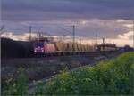 185 235 gegen abend bei Buggingen am blühenden Rapsfeld im November 2021.
