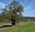 Spanisch-Brötli-Bahn zum 175.