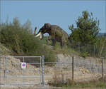 Bei Ballwil gibt es nicht nur ein historische Dampfrössli sondern auch ein prähistorische Mammut.