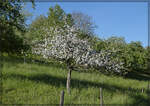 Kleine Sch�nheit am Streckenrand. April 2026.