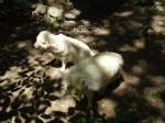 (145'766) - Marderhunde im ZOO von Servion am 16.